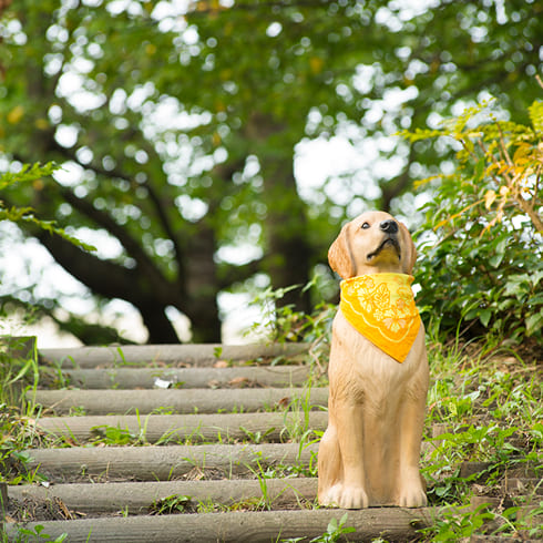 カルーセル画像